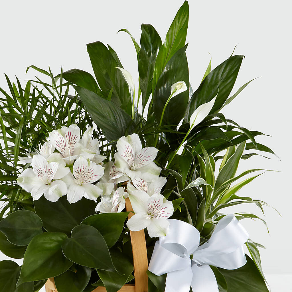 Peace & Serenity Dishgarden – Flower.delivery, Tontitown AR