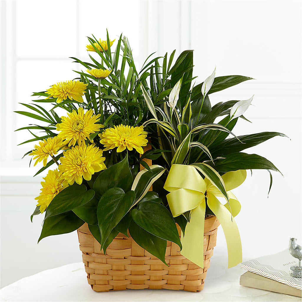 Loving Light Dishgarden – Flower.delivery, Tontitown AR