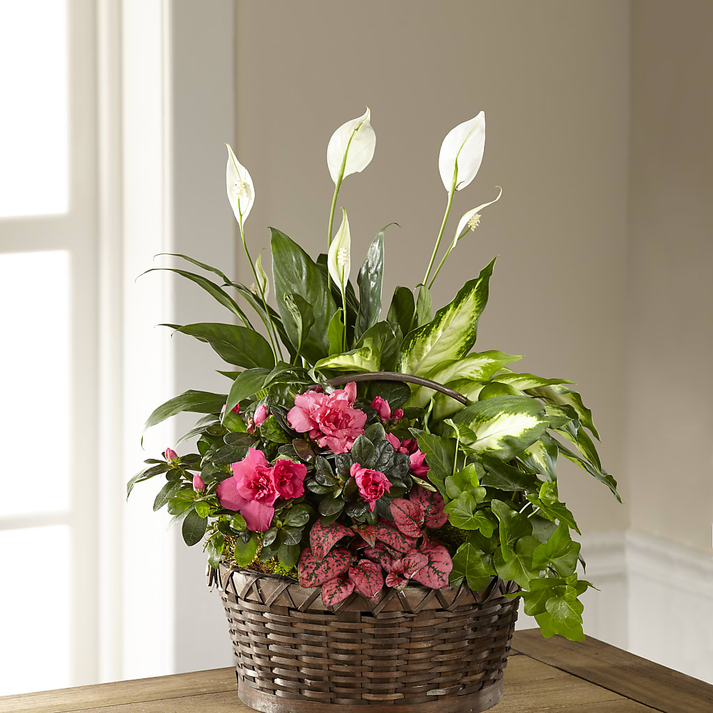 Dream in Pink Dishgarden – Flower.delivery, Tontitown AR