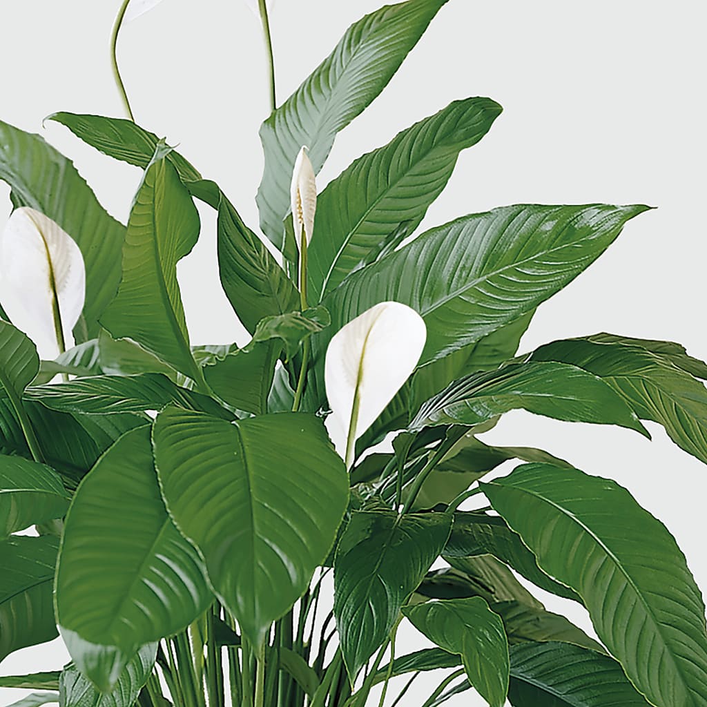 Tranquil Moments Peace Lily Plant – Flower.delivery, Tontitown AR