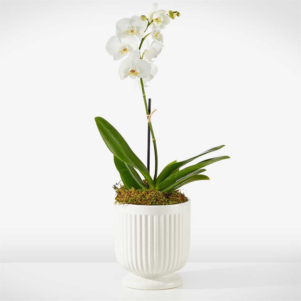 Whispering White Orchid – Flower.delivery, Tontitown AR