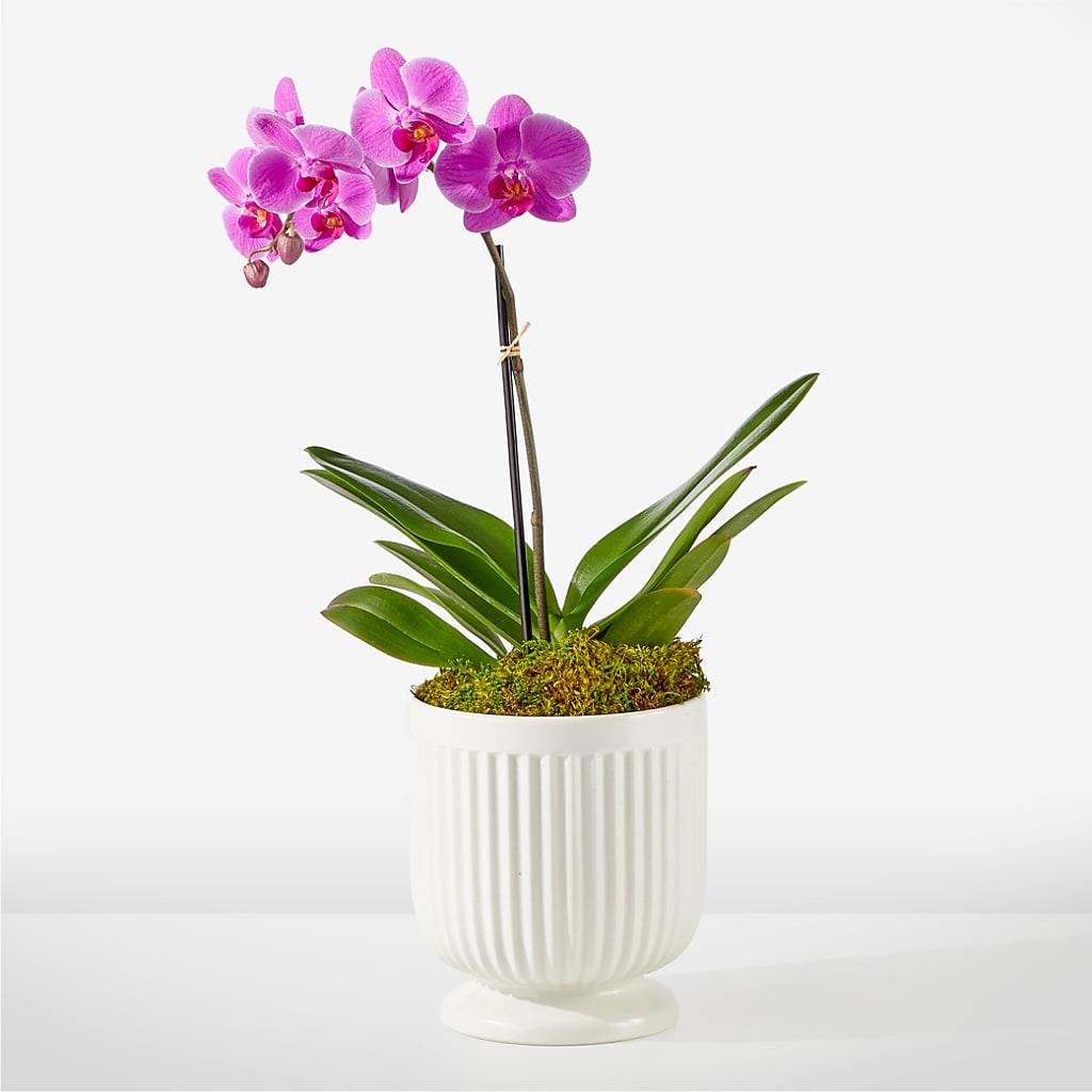 Friendly Fuchsia Orchid – Flower.delivery, Tontitown AR