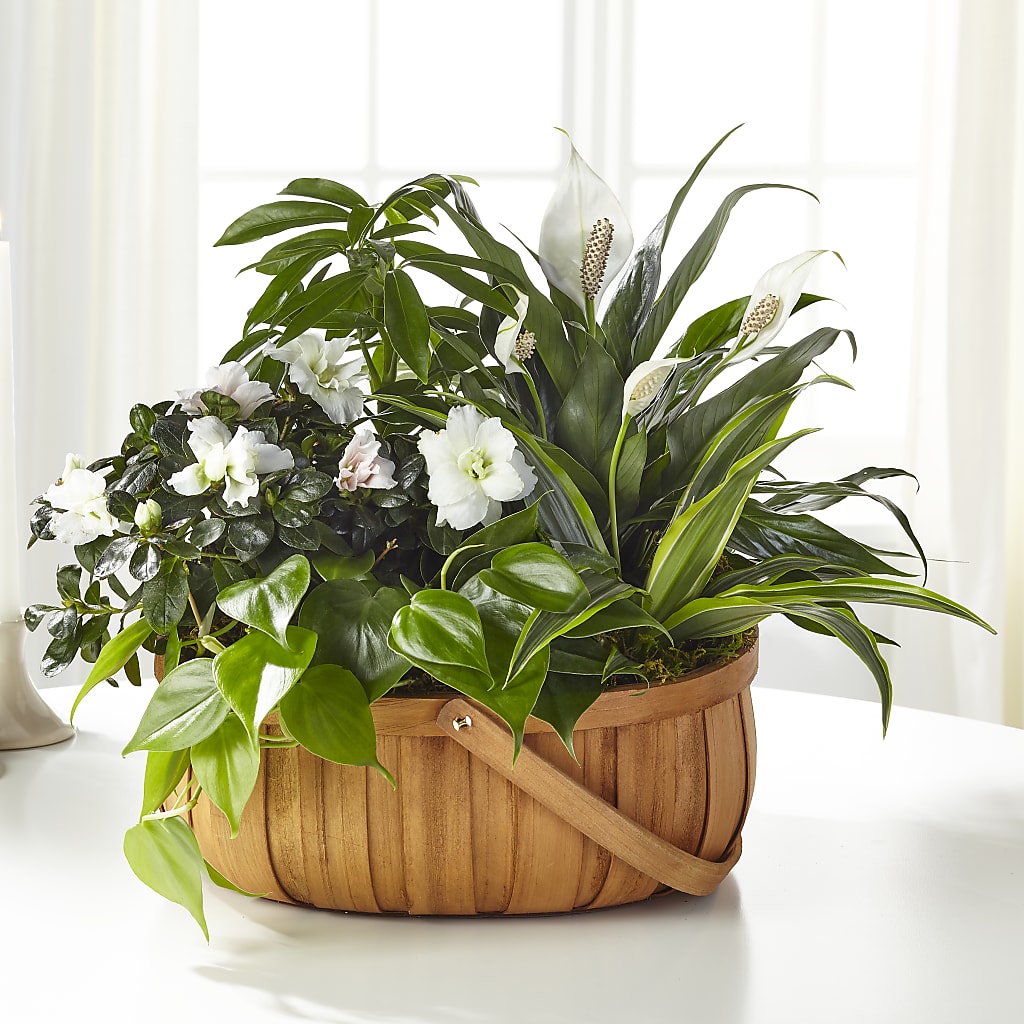 Serene Dishgarden – Flower.delivery, Tontitown AR