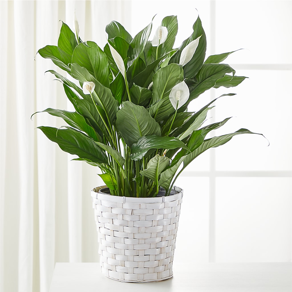 A New Leaf Peace Lily – Flower.delivery, Tontitown AR