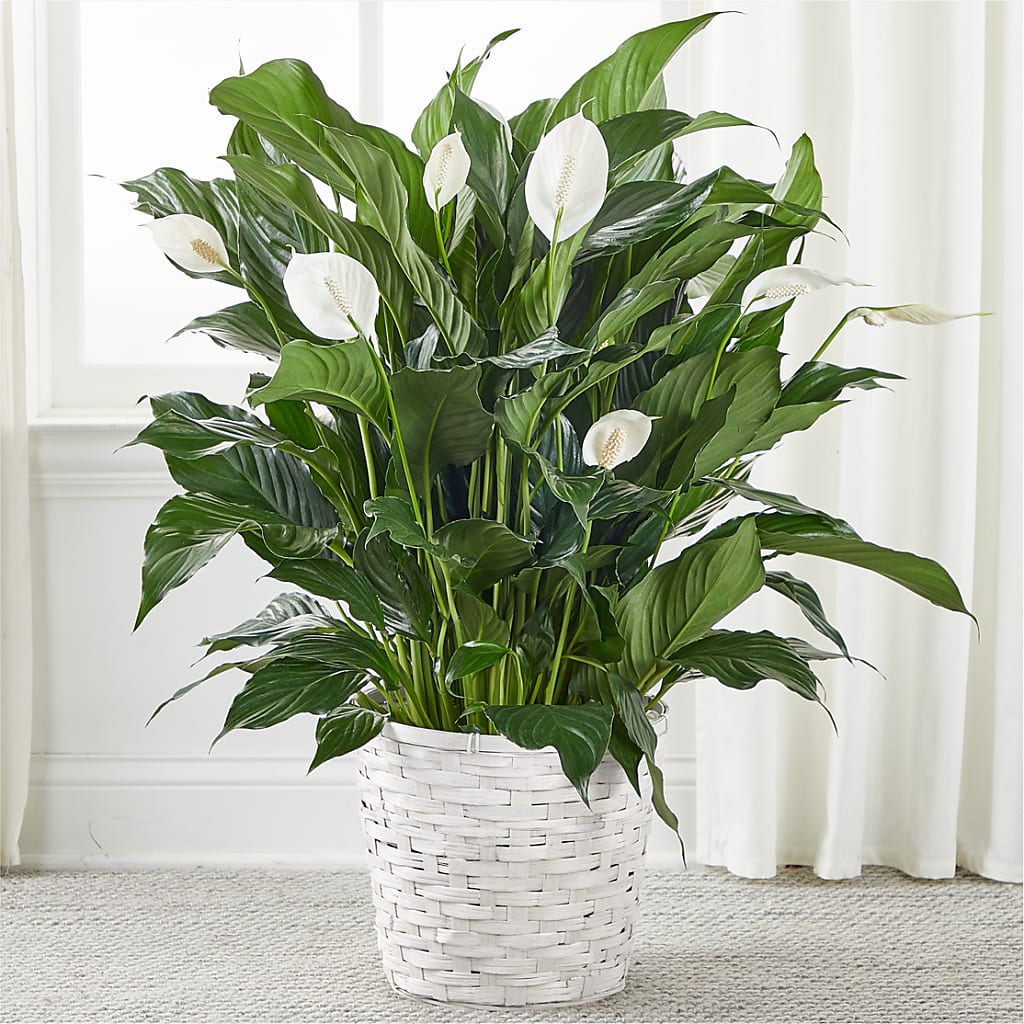A New Leaf Peace Lily – Flower.delivery, Tontitown AR