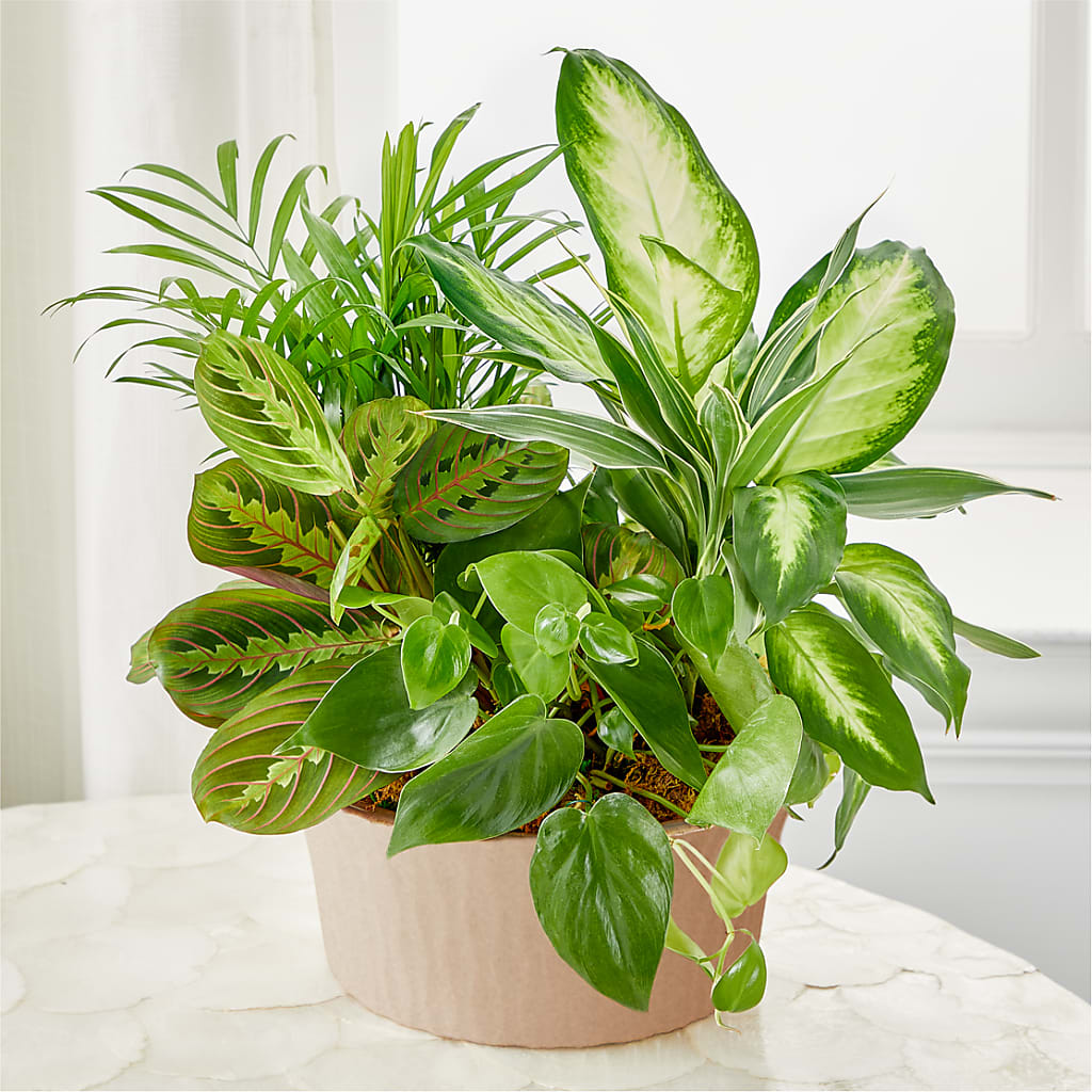 Balance & Harmony Dishgarden – Flower.delivery, Tontitown AR