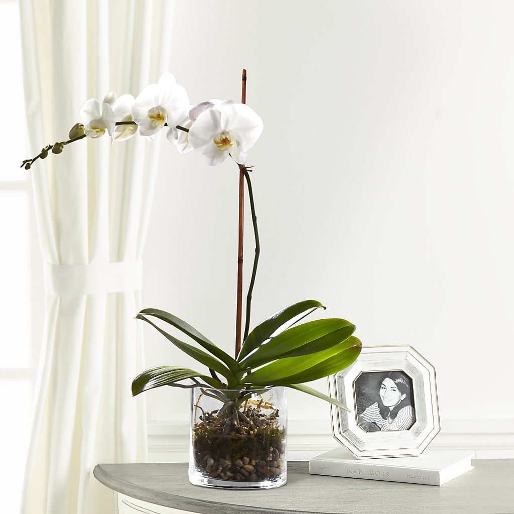 White Orchid Planter – Flower.delivery, Tontitown AR
