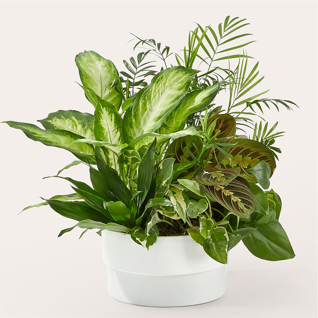 Radiating Positivity Dishgarden – Flower.delivery, Tontitown AR
