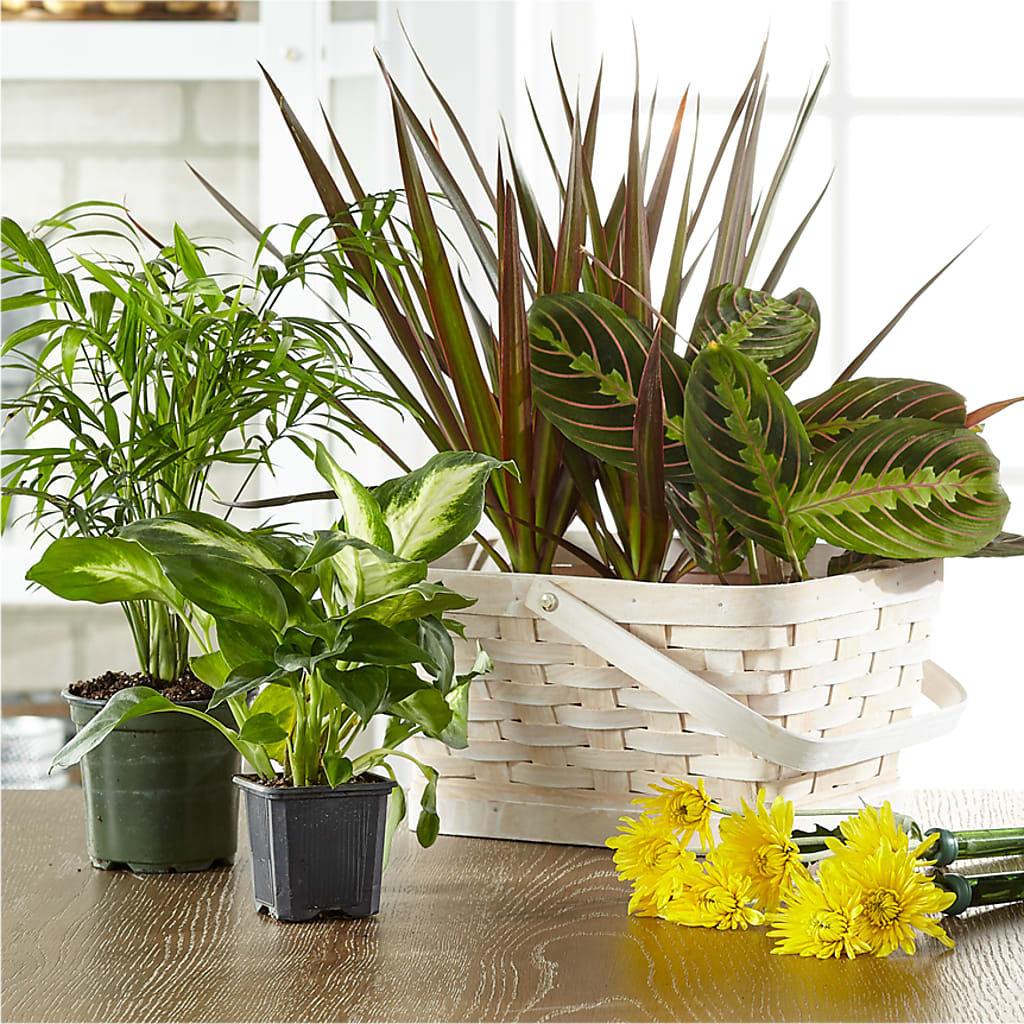 Florist Designed Blooming and Green Plants in a Basket –  Flower.delivery, Tontitown AR