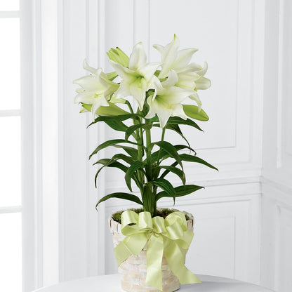 Easter Lily Plant –  Flower.delivery, Tontitown AR