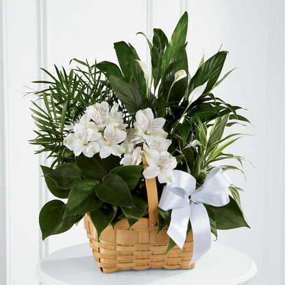 Peace & Serenity Dishgarden –  Flower.delivery, Tontitown AR