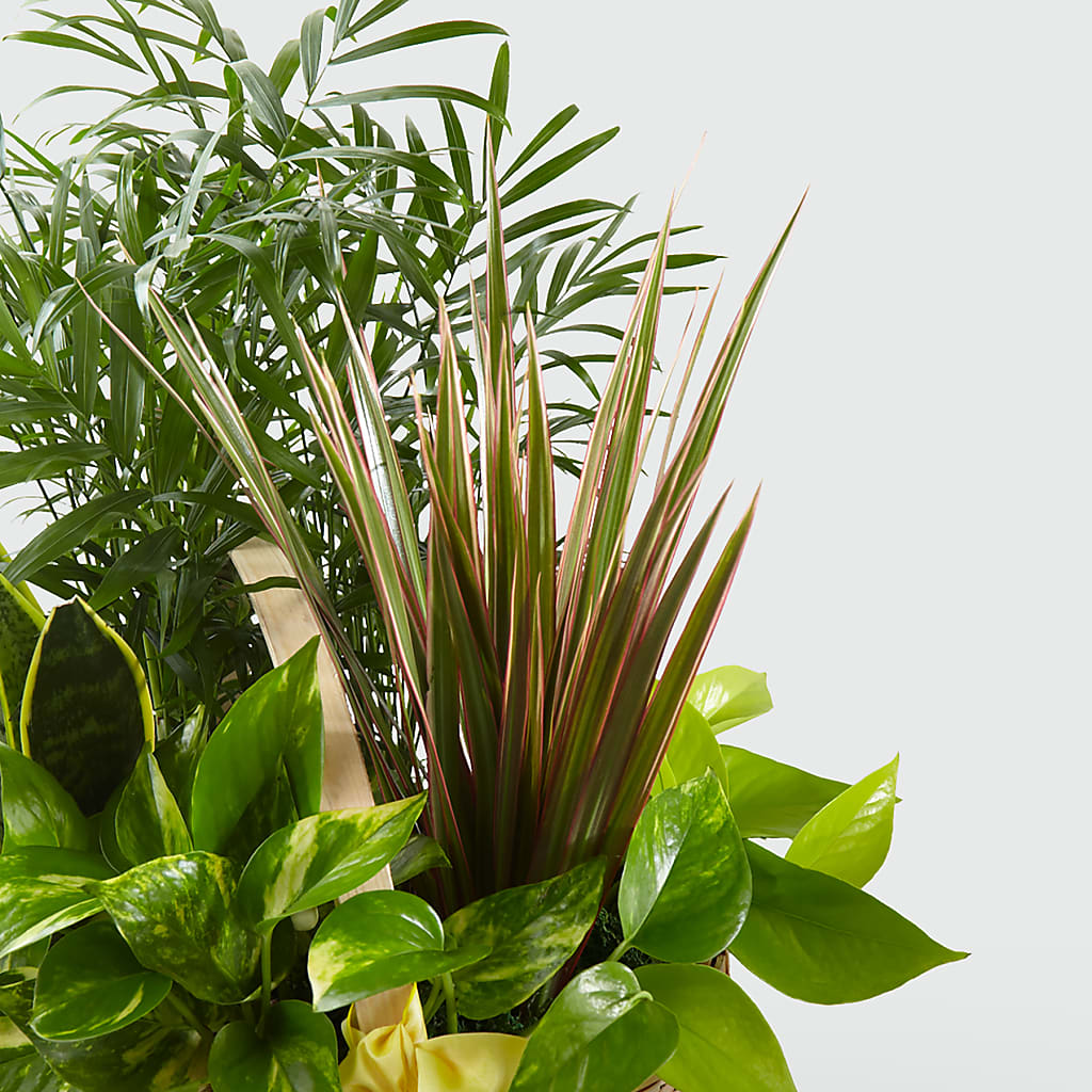 French Garden –  Flower.delivery, Tontitown AR