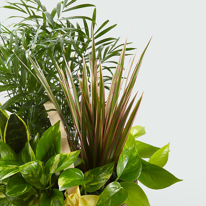 French Garden –  Flower.delivery, Tontitown AR