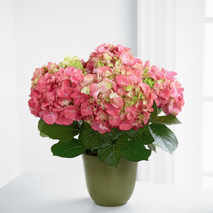 Pink Hydrangea Planter –  Flower.delivery, Tontitown AR