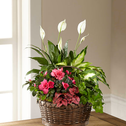 Dream in Pink Dishgarden –  Flower.delivery, Tontitown AR