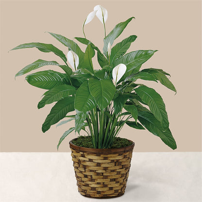 Tranquil Moments Peace Lily Plant –  Flower.delivery, Tontitown AR