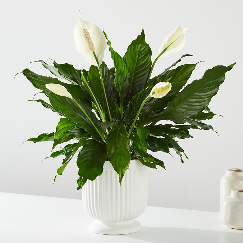 Comfort Planter –  Flower.delivery, Tontitown AR