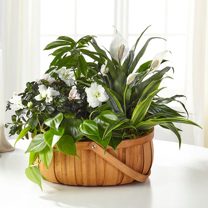 Serene Dishgarden –  Flower.delivery, Tontitown AR