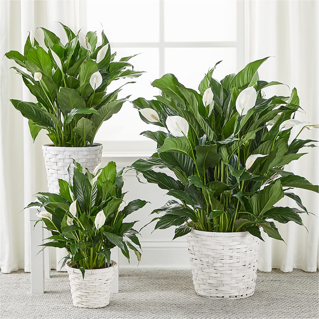 A New Leaf Peace Lily –  Flower.delivery, Tontitown AR
