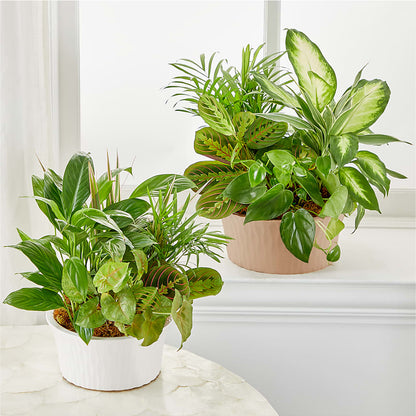 Balance & Harmony Dishgarden –  Flower.delivery, Tontitown AR