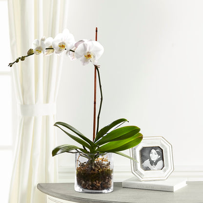 White Orchid Planter –  Flower.delivery, Tontitown AR