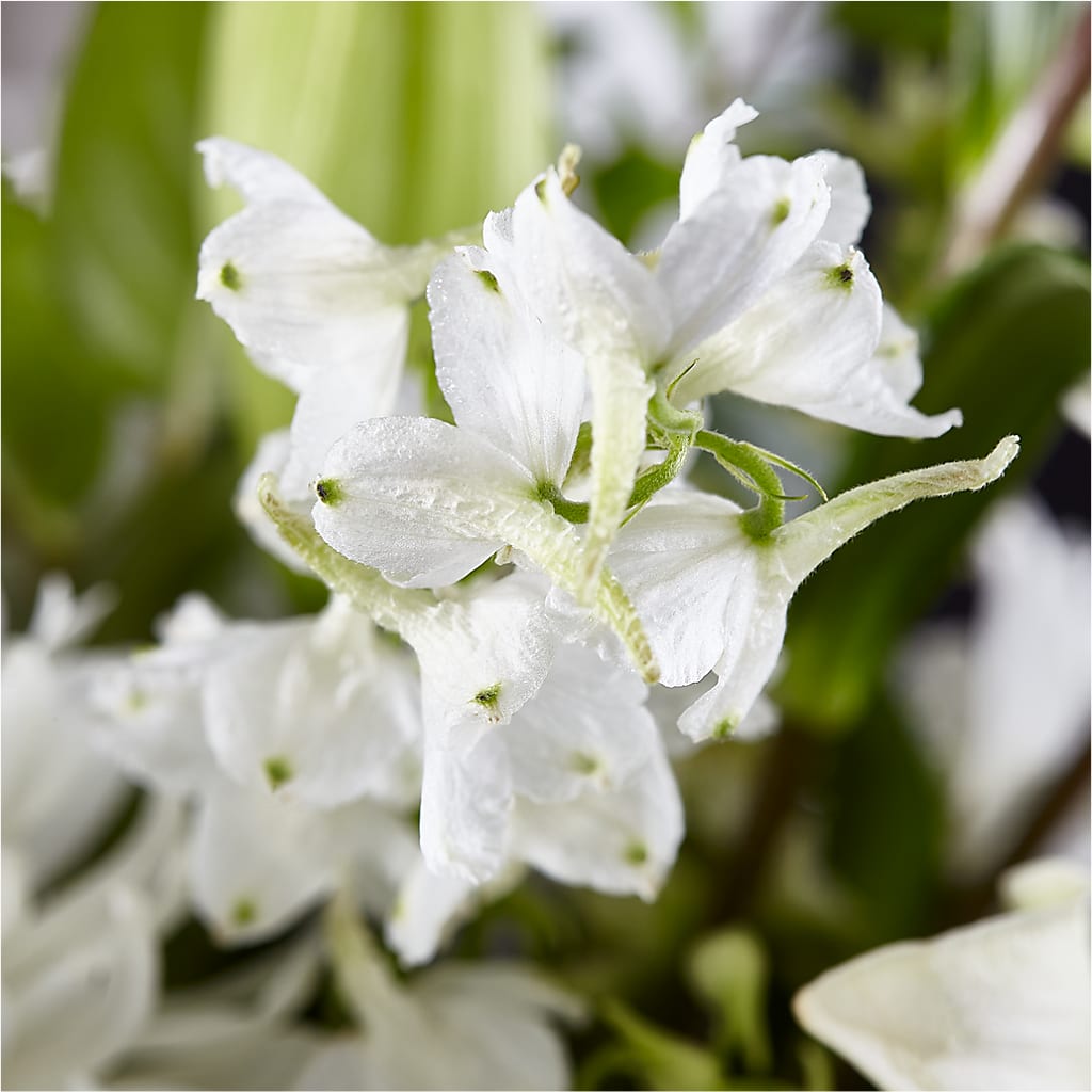Classic Ivory – A Florist Original –  Flower.delivery, Tontitown AR